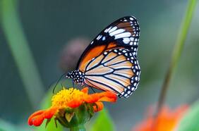 Biodiversidad: una agenda de gran ambición para cuidar los recursos naturales del planeta