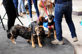 Tras hallazgo de chip de perro que habría sido ingerido por una niña: presentan proyecto que tipifica como delito el faenamiento de mascotas