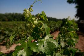 Innovaciones científicas que buscan adaptar la biodiversidad de los cultivos a los impactos del cambio climático