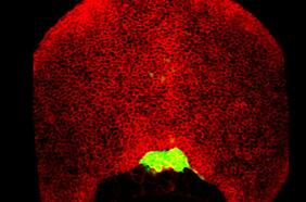 Físicos y biólogos chilenos estudian con peces el movimiento de las células