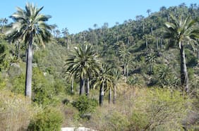 Tras solicitud de empresas para reducirlo: alcalde (s) de Viña oficia al MMA para mantener integridad de Santuario de la Naturaleza afectado por megaincendio