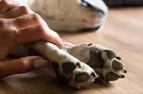 Denuncia por maltrato animal: emiten orden de detención contra sujeto que atacó a un perro con un machete en Talagante