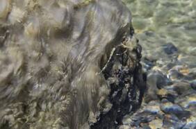 Didymo, la viscosa especie invasora que amenaza la Patagonia