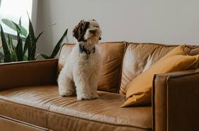 58% de los arriendos de departamentos permiten mascotas: ¿Cómo cuidar el inmueble con un peludo en casa?