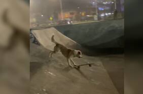 Perro “skater” sorprende con sus piruetas en Iquique