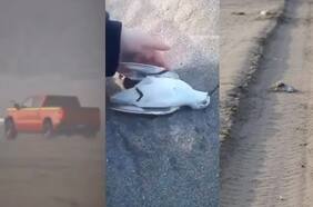 PDI detiene a sujeto que atropelló a aves en playa de Ritoque