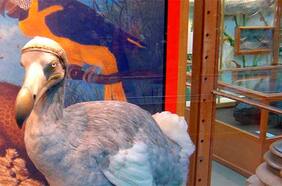 Una compañía de ingeniería genética obtuvo fondos para recuperar al pájaro dodo de la extinción