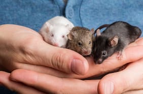 Científicos crean ratones tras fabricar óvulos a partir de las células masculinas de dos padres biológicos