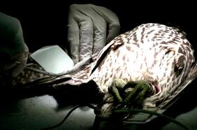 El hospital de los halcones