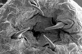 Científicos descubren que aterradores gusanos marinos recubren sus mandíbulas con cobre para perforar e inyectar veneno a sus víctimas