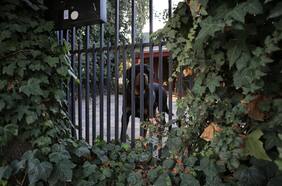 Perros rottweilers que atacaron a niña de cinco años son trasladados a un centro de adiestramiento canino en Curacaví