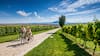 Importante evento del vino: Chile será por primera vez sede de la premiación de The World’s 50 Best Vineyards
