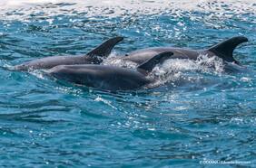 Lo que viene tras la aprobación de polémico proyecto Dominga en el Archipiélago Humboldt: opositores esperan pronunciamiento de la Suprema por recursos pendientes