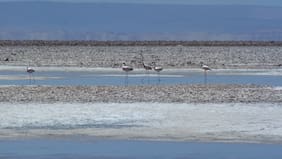 Comunidad indígena arremete contra el gobierno y pide no incluir el sector “Piedras Rojas” en red de salares protegidos