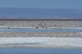 Comunidad indígena arremete contra el gobierno y pide no incluir el sector “Piedras Rojas” en red de salares protegidos