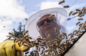 Alerta en Canadá: millones de abejas cayeron de un camión que las transportaba