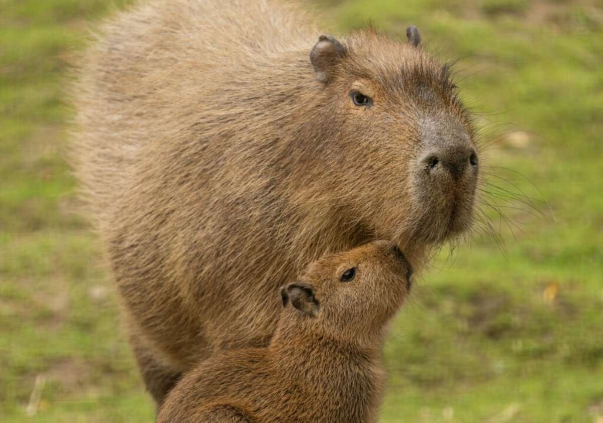 El boom del capibara en Chile: ¿Por qué nos gustan tanto estos roedores?