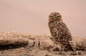 ¿Pájaros de mal agüero? Científicos chilenos estudian mitos en torno a chunchos, búhos y lechuzas en el país