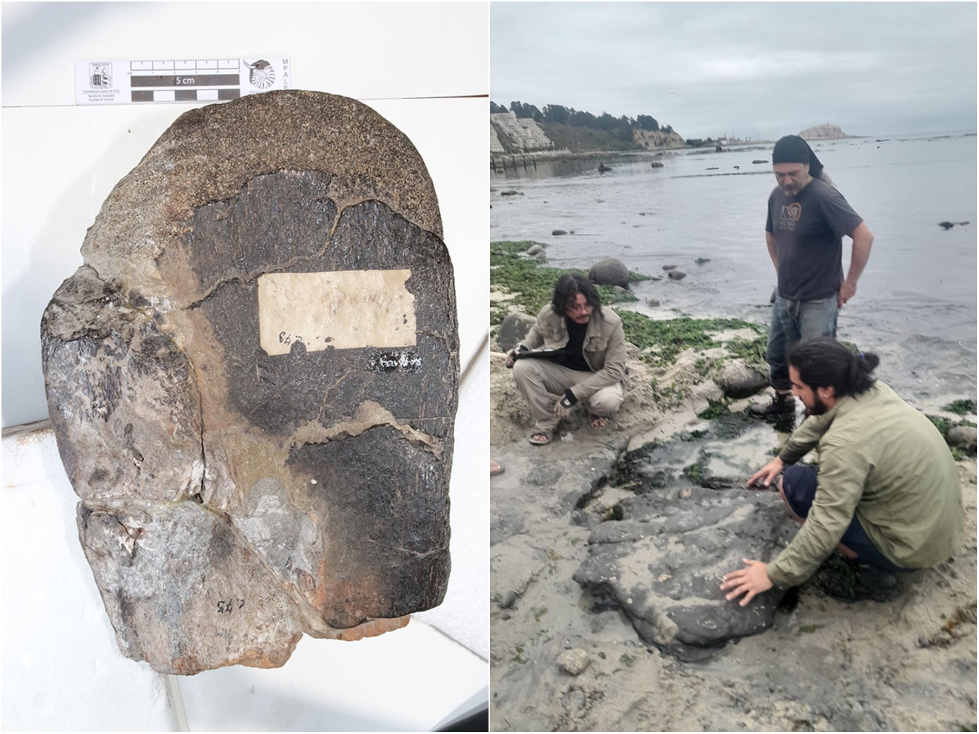 Paleontólogos chilenos confirman que hubo dinosaurios terrestres y aves del Cretácico en Algarrobo: esto dice su estudio