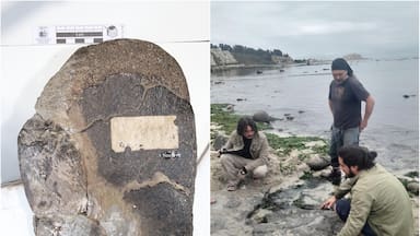 Paleontólogos chilenos confirman que hubo dinosaurios terrestres y aves del Cretácico en Algarrobo: esto dice su estudio