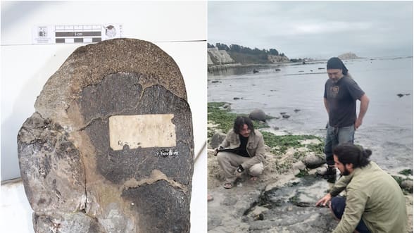 Paleontólogos chilenos confirman que hubo dinosaurios terrestres y aves del Cretácico en Algarrobo: esto dice su estudio