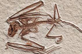 Este murciélago de 52 millones de años es el más antiguo jamás encontrado y es de una especie nunca vista
