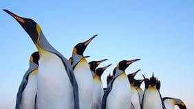 Cambio climático: cómo los pingüinos están cambiando por las altas temperaturas, según un estudio
