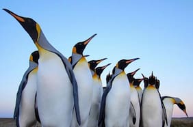 Cambio climático: cómo los pingüinos están cambiando por las altas temperaturas, según un estudio