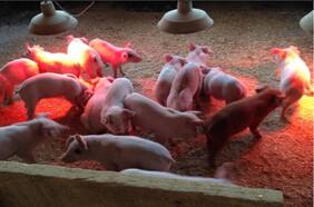 U. de Chile obtiene patente para innovadora vacuna contra la principal patología que afecta la producción de cerdos en el mundo