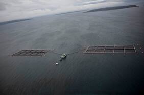 El conflicto entre salmoneras y Greenpeace por solicitud de datos sobre cultivos que zanjará tribunales