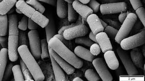 Qué es la cereulida, la toxina que obligó a Nestlé a retirar miles de lotes contaminados de fórmula en Chile y el mundo