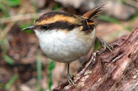 Cuidado a toda prueba: estudio demuestra que aves Rayaditos en Chile crían polluelos aunque no sean sus crías biológicas