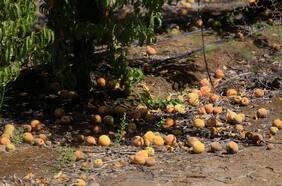 Gobierno decreta emergencia agrícola para regiones de O’Higgins y del Maule, y anuncia fondo de ayuda económica