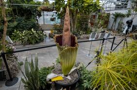 Timelapse: miles de personas ven el florecimiento de una rara flor cadáver