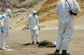 “Es como un incendio en pasto seco”: estudio advierte que virus de la gripe aviar sufrió mutación en Chile que aceleró su propagación