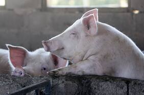 Una nueva gripe porcina podría ser la próxima pandemia; ya hay 24 vacunas probándose en humanos; otro estudio muestra la eficacia de las mascarillas: tres cosas que aprendimos del coronavirus esta semana