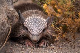 La reaparición del extraño mamífero que habita el norte de Chile que se alimenta de insectos y no toma agua y que los científicos luchan para que no se extinga