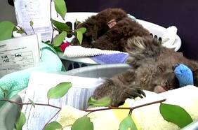 Un tercio de la población de koalas desaparece en los últimos 3 años en Australia