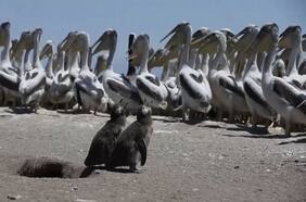 Investigadores estiman que habría menos de 10 mil ejemplares de Pingüinos de Humboldt