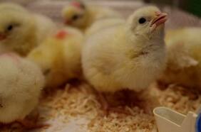 Startup israelí utiliza tecnología genética para evitar el sacrificio masivo de millones de pollitos machos