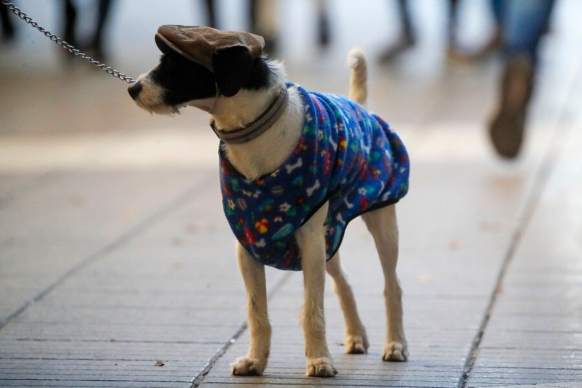 Los perros son mascotas que están más expuestas a cambios bruscos de temperatura en épocas más frías. La casa puede estar con una temperatura acorde, no obstante, al salir a sus paseos diarios, pueden exponerse a un frío repentino. Hay que evitarlos, pues según Bonati, “el frío provoca estrés térmico, que puede afectar temporalmente las vellosidades de las mucosas respiratorias, facilitando que virus y bacterias latentes se activen y generen problemas”.