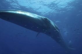 El impactante video de una ballena con escoliosis