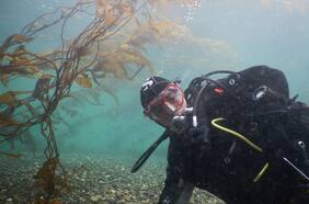 “Mina de oro azul”: investigadores afirman que las algas chilenas son el futuro de la humanidad