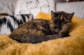 La historia de Flossie, la gata viva más longeva del mundo que rompió el récord Guinness