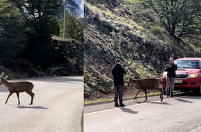 El increíble registro de un huemul cruzando tranquilamente la Carretera Austral
