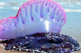 Tentáculos de hasta 50 metros: comienza la temporada de la fragata portuguesa en Chile