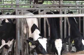 Descubren presencia de microplásticos en animales de granja