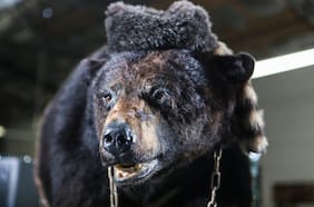 Cocaine Bear: la historia del oso que murió por sobredosis llegará al cine