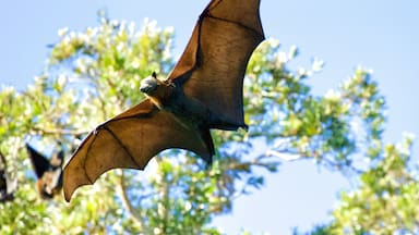 Por qué el virus Nipah es tan peligroso y mortal, según un especialista en enfermedades infecciosas