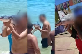 Alcalde de El Quisco anuncia acciones legales contra veraneantes que sacaron tiburón del mar para sacarse selfies